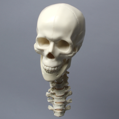Large Solid Foam Skull | Sawbones