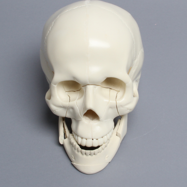 Skull Model Types I, II, and III Le Forte | Sawbones