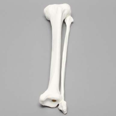 Tibia and Fibula, Plastic Cortical Shell, Large - Sawbones