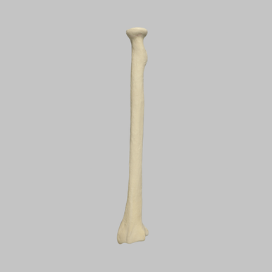 radius human c lip Radius: Definition, Location, Functions, Anatomy, Diagram Anatomy Clipart-bone structure human arn