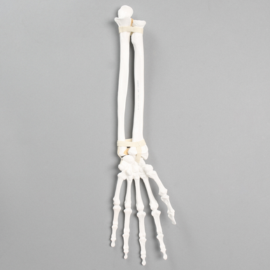 Large Left Hand and Wrist Model | Sawbones
