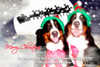 Personalised Dog photo Christmas card for sale online - Pet Dogs Christmas Greeting card using photo and Santa Sleigh picture. Printed in Melbourne Australia. For sale online. Buy with Afterpay, Paypal or card.